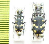 Cephalota maura, pair  Spain - INSECTS-STORE.RU