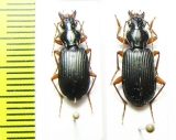 Carabidae sp.  Indonesia, Papua - INSECTS-STORE.RU