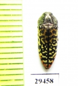 Acmaeodera haemorrhoa  USA - INSECTS-STORE.RU