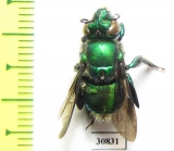 Hymenoptera sp.  Peru - INSECTS-STORE.RU