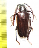 Prionus californicus, male  USA - INSECTS-STORE.RU