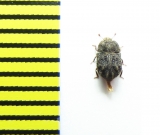 Tarphius congestus  Tenerife isl. - INSECTS-STORE.RU