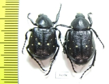 Gnorimus variabilis, pair  Russia, Voronezh reg. - INSECTS-STORE.RU