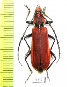 Mimosebasmia purpurea  Laos - INSECTS-STORE.RU