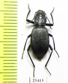 Solskyia depressiuscula  India, Kashmir - INSECTS-STORE.RU