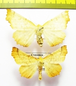 Ennomos autumnarius, pair  Russia, Ryazan reg. - INSECTS-STORE.RU