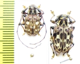 Cerambycidae sp.  Peru - INSECTS-STORE.RU