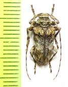 Orodera basipenicillata  Bolivia - INSECTS-STORE.RU