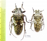 Cerambycidae sp., pair  Panama - INSECTS-STORE.RU