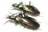 Carabus (Platycarabus) depressus bonelli  Italy - INSECTS-STORE.RU