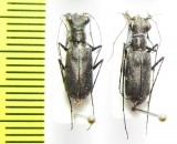 Odontocheila chrysis, pair  Peru - INSECTS-STORE.RU