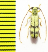 Menesia flavotecta  Russia, Far East - INSECTS-STORE.RU