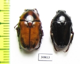 Bisallardiana variabilis, pair  Australia - INSECTS-STORE.RU