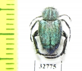 Hopliini sp.  South Africa Rep. - INSECTS-STORE.RU