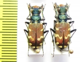 Cicindela coerulea nitida, pair  Russia, Far East - INSECTS-STORE.RU
