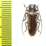 Prosopocera sp.  South Africa Rep. - INSECTS-STORE.RU