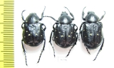 Gnorimus variabilis, pair  Russia, Voronezh reg. - INSECTS-STORE.RU