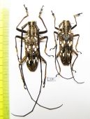 Epepeotes schlegelii, pair  Vietnam - INSECTS-STORE.RU