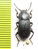 Tenebrionidae sp.  Sri Lanka - INSECTS-STORE.RU