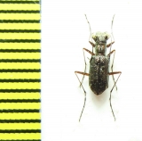 Cicindelinae sp.  Madagascar - INSECTS-STORE.RU