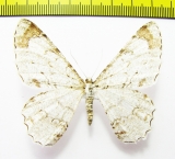 Epimecis anonaria  Peru - INSECTS-STORE.RU