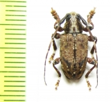 Symperasmus thoracica  Peru - INSECTS-STORE.RU