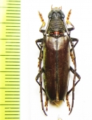 Juiaparus batus  Bolivia - INSECTS-STORE.RU