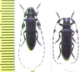 Agapanthia amurensis, pair  Russia, Burjatia reg. - INSECTS-STORE.RU