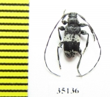 Leiopus punctulatus  Russia, Tver reg. - INSECTS-STORE.RU