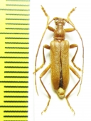 Pseudosieversia rufa  Russia, Far East - INSECTS-STORE.RU