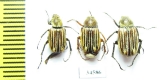 Macrodactylini sp.  Ecuador - INSECTS-STORE.RU