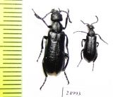 Meloidae sp.  Mexico - INSECTS-STORE.RU