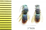 Chrysididae sp.  Russia, Tver reg. - INSECTS-STORE.RU