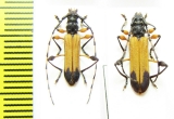 Cerambycidae sp., pair  Malawi - INSECTS-STORE.RU