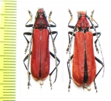 Mimosebasmia purpurea, pair  Laos - INSECTS-STORE.RU