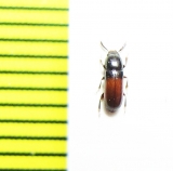 Corticeus sp.  Malaysia - INSECTS-STORE.RU