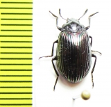 Tenebrionidae sp.  Sri Lanka - INSECTS-STORE.RU