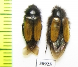 Eulasia bombyliformis  Kazakhstan - INSECTS-STORE.RU