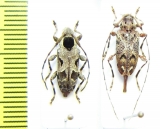 Cerambycidae sp.  Peru - INSECTS-STORE.RU