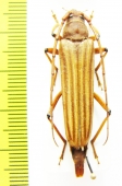Malacopterus tenellus  Bolivia - INSECTS-STORE.RU