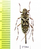 Cerambycidae sp.  Panama - INSECTS-STORE.RU