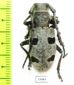 Morimus funereus  Greece - INSECTS-STORE.RU