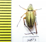 Macrodactylini sp.  Ecuador - INSECTS-STORE.RU