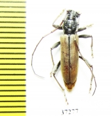 Cerambycidae sp.  South Africa Rep. - INSECTS-STORE.RU