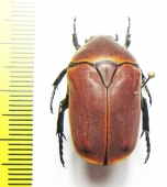 Pachnoda marginata  Cameroon - INSECTS-STORE.RU