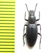 Stenosida striatopunctata  India - INSECTS-STORE.RU