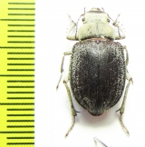 Paraplatyope thesigeri, female  Oman - INSECTS-STORE.RU