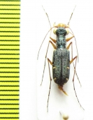 Chaetotaxis rugicollis  Madagascar - INSECTS-STORE.RU