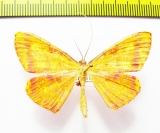 Eumelea biflavata  Sri Lanka - INSECTS-STORE.RU