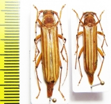 Malacopterus tenellus  Bolivia - INSECTS-STORE.RU